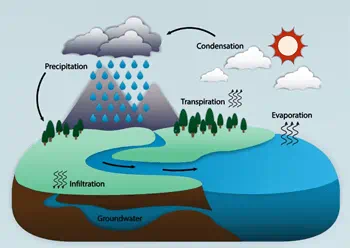 Water cycle: evaporation, transpiration, condensation, precipitation, infiltration